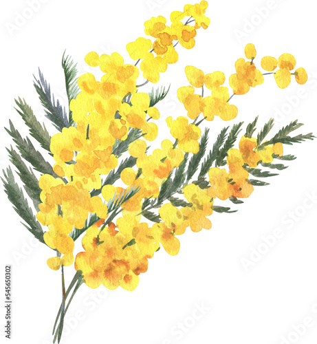 watercolor spring flowers: yellow mimosa, botanical illustration