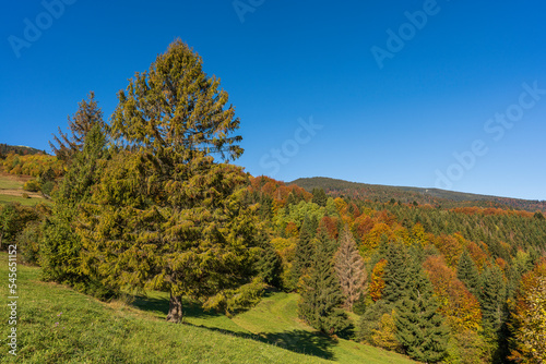 Fototapeta Naklejka Na Ścianę i Meble -  Beautiful green spruce next to the autumn forest in the Carpathian mountains on a sunny autumn day on the Synevyr Pass ridge and blue sky background. Ukraine