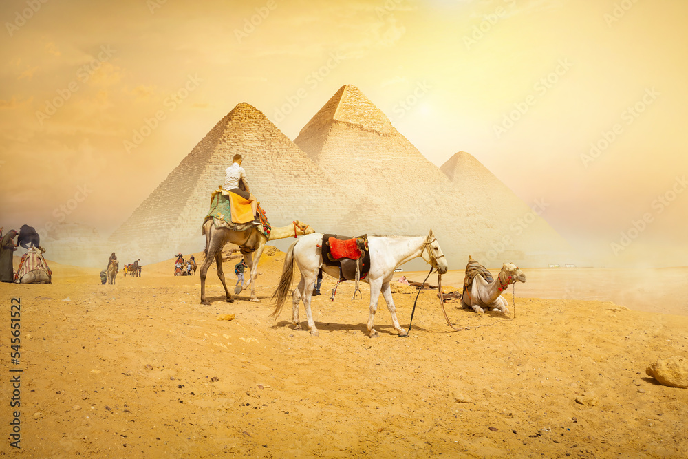 Fototapeta premium Horse and camels