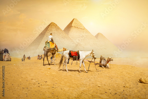 Fototapeta Horse and camels