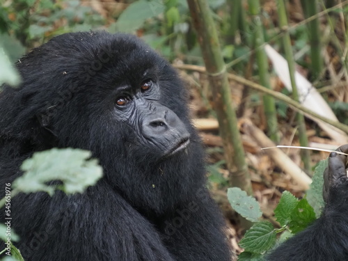 Mountain gorillas in Rwanda © flyingrussian
