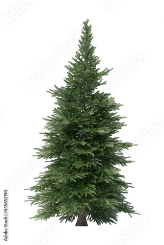 3d render of spruce isolated on transparent background.