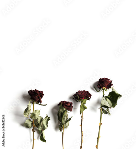 Many withered branches of roses on white background top view with space for text