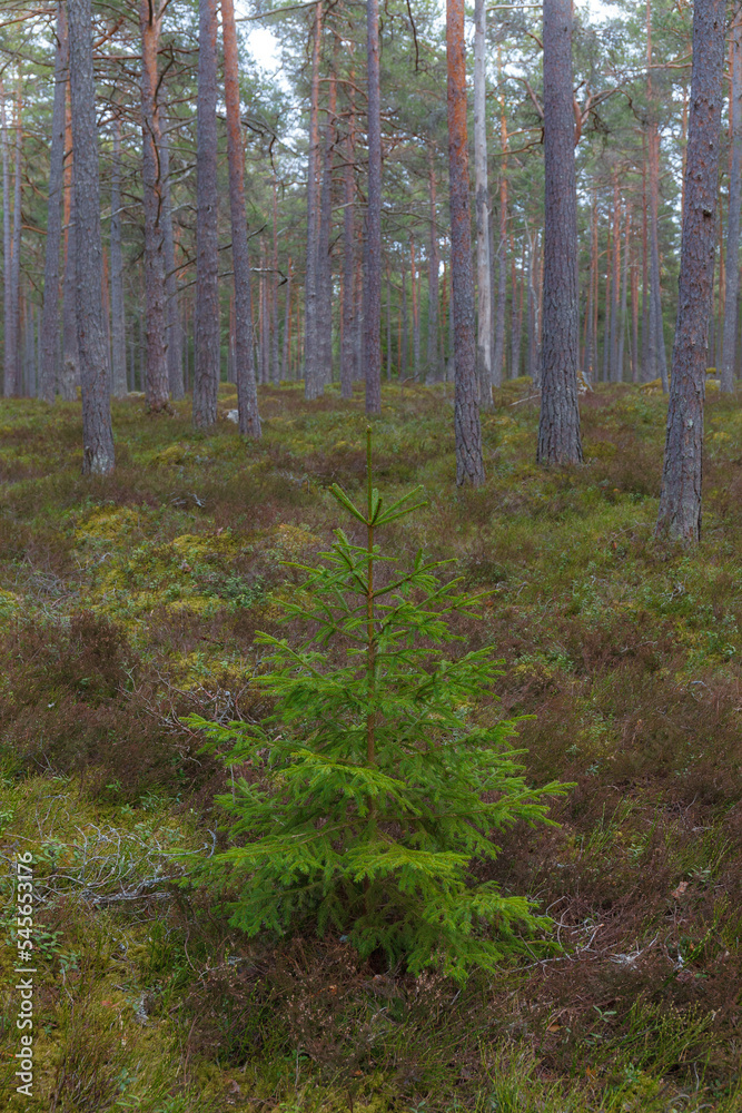 Fir tree in the pine forest. Autumn season.