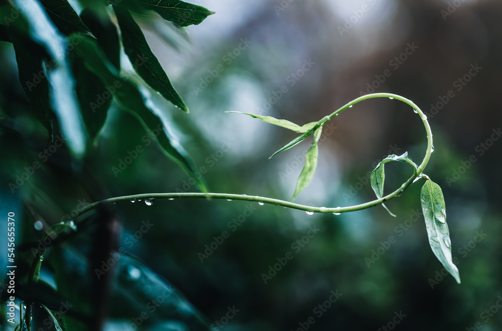 close up of a leaf water drops close up of a leaf water drops