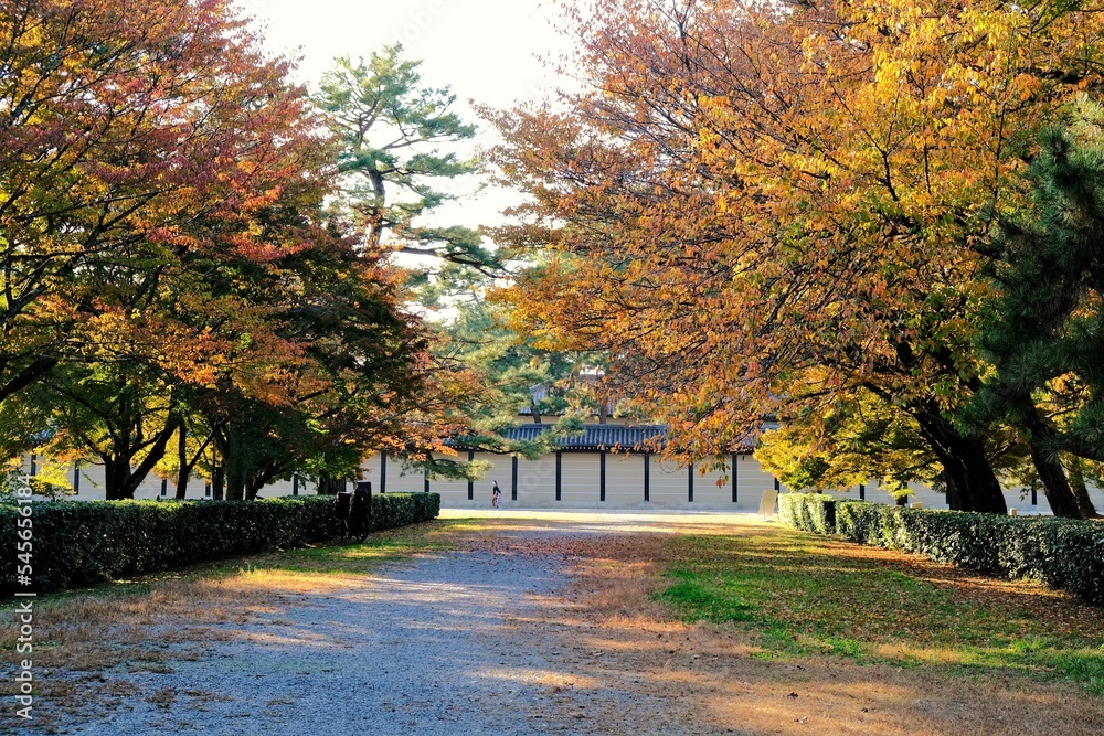 京都御所，秋，紅葉，京都，日本，風景,，旅行， 建築，自然，木，背景，黄色，庭,，光，観光スポット