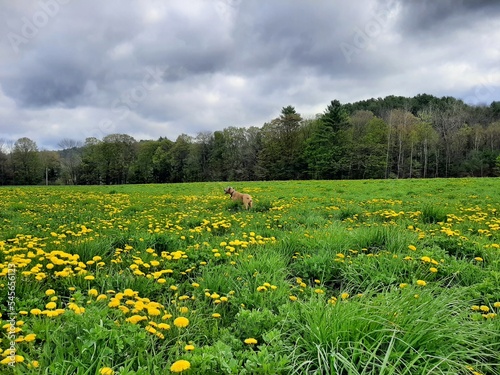 Brown coloured dog enjoying in spring meadow, green field with yellow daysies a forest at the bottom.