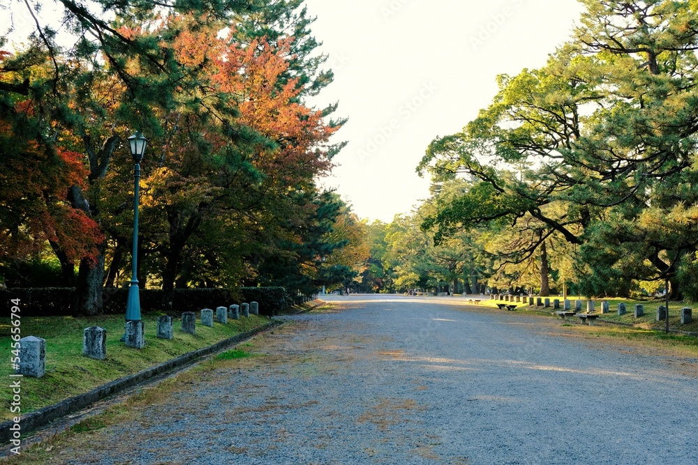 Naklejka premium 京都御所,秋,紅葉,京都,日本,風景,,旅行, 建築,自然,木,背景,黄色,庭,,光,観光スポット