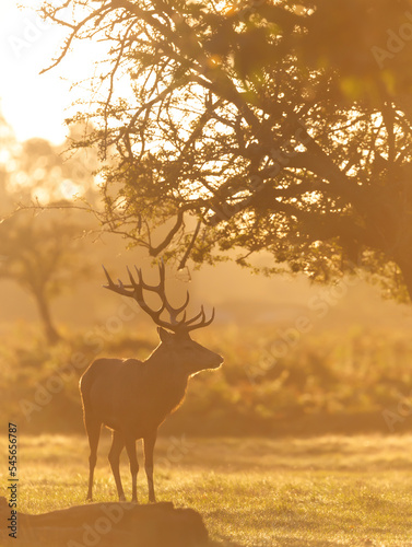 Close up of a Red Deer at sunrise