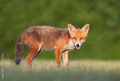 Close up of a red fox standing in a meadow in summer