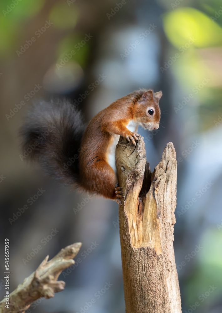 Close up of a Red squirrel perched on a tree trunk