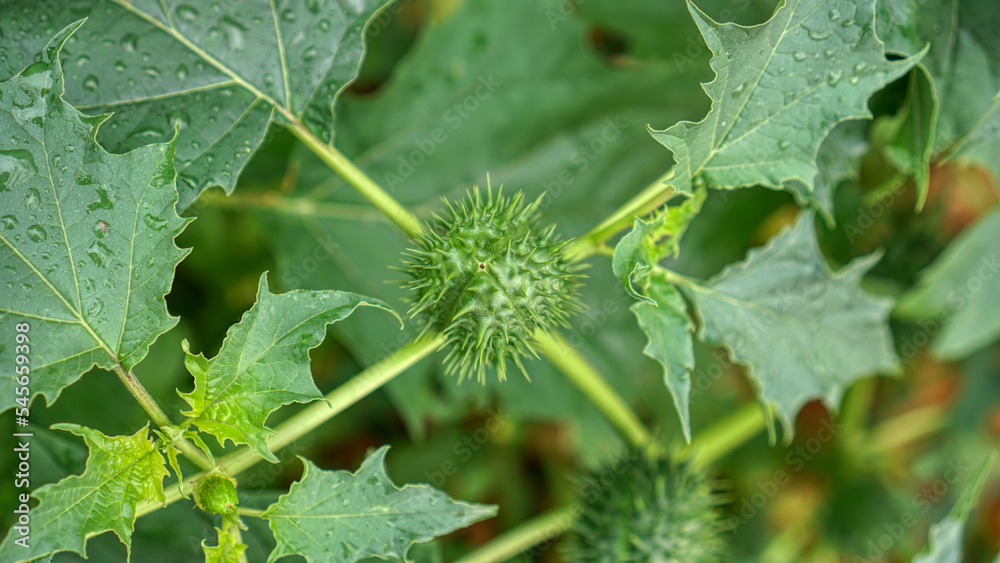 Datura Tatula close-up Datura Tatula close-up