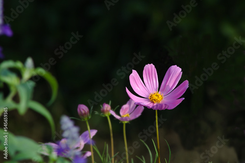 Close-up shot of a light purple cosmos flower in full bloom in sunlight on a blurred background.