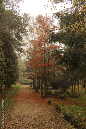 Mglista i nastrojowa jesień w parku solankowym w Inowrocławiu © SZYMON
