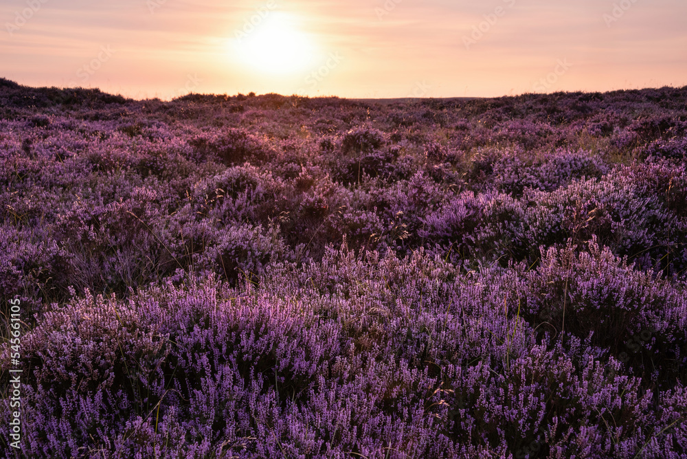 Beautiful late Summer sunrise in Peak District over fields of heather in full bloom around Higger Tor and Burbage Edge - obrazy, fototapety, plakaty 