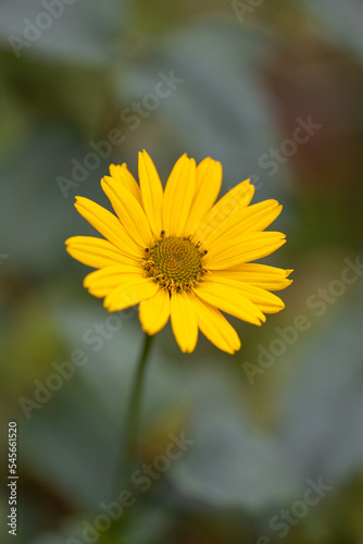 yellow flower heliantus Occidentalis with blur background  