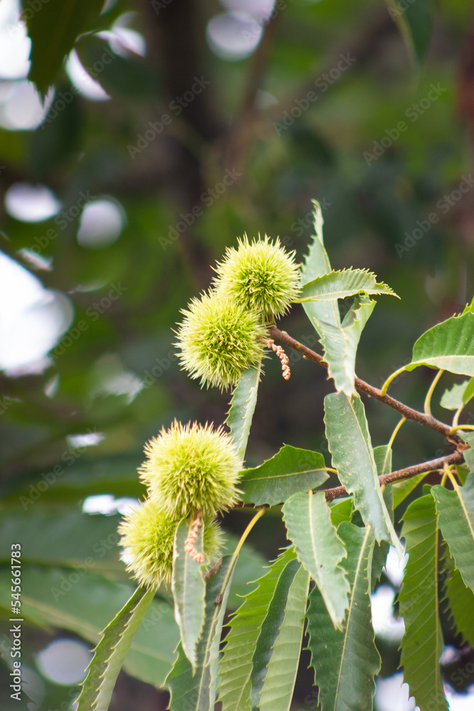 Fruits of the chestnut tree in the Aracena Mountains, Huelva, Andalucía, Spain Fruits of the chestnut tree in the Aracena Mountains, Huelva, Andalucía, Spain