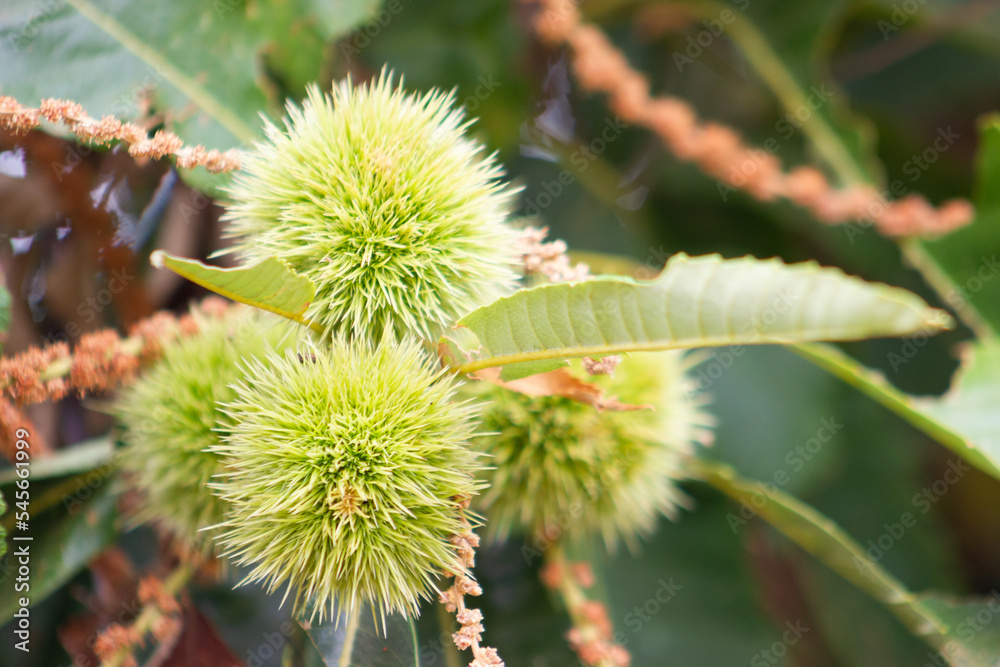 Fruits of the chestnut tree in the Aracena Mountains, Huelva, Andalucía, Spain Fruits of the chestnut tree in the Aracena Mountains, Huelva, Andalucía, Spain