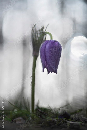 Ambassador of spring