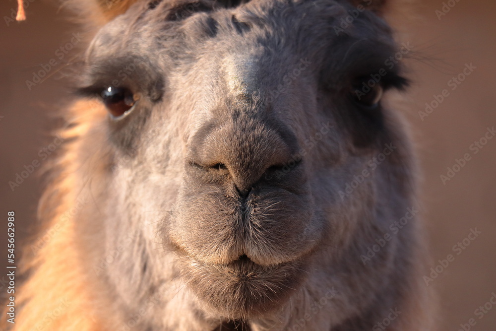Llama face portrait in the afternoon with blurred background