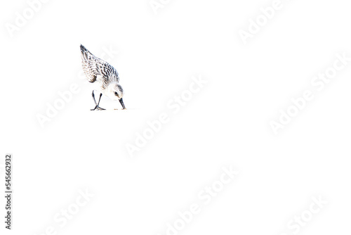 Fotografía A Sanderling (Calidris alba) in the beach of the Ebro Delta