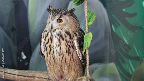 Portrait of Great Horn eagle owl, Eurasian eagle owl the birds show in the zoo, free space for text.
