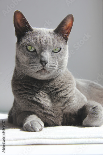 Important smug cat with big ears looks at the camera