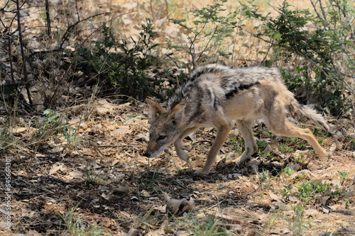 Schakal Ethosha Nationalpark