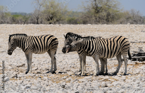 Zebra Etoscha Nationalpark