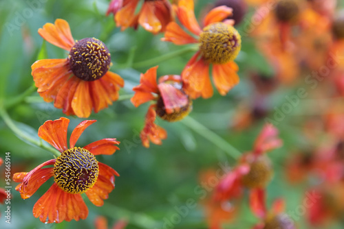 Blurred floral background. Wet flowers Helenium autumnale after the rain.
