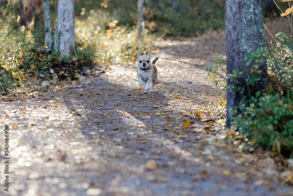 Chihuahua running on path in autumn forest. Chihuahua running on path in autumn forest.