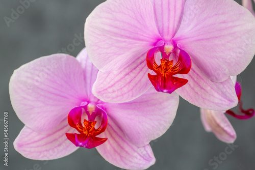 Blooming lovely pink orchids. Hobbies  floriculture  home flowers  houseplants