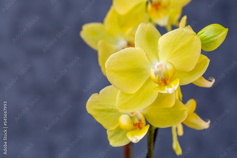 Blooming lovely yellow orchids. Hobbies, floriculture, home flowers, houseplants Blooming lovely yellow orchids. Hobbies, floriculture, home flowers, houseplants
