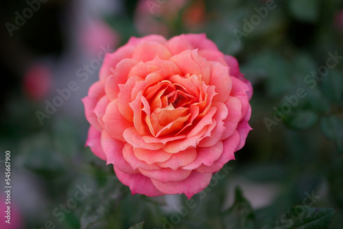 Colourful rose bud with many petals, extravagant flower