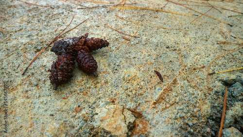 pine-cones on concrete floor as background