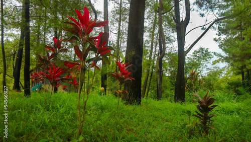red hawaii ti plant with green grass