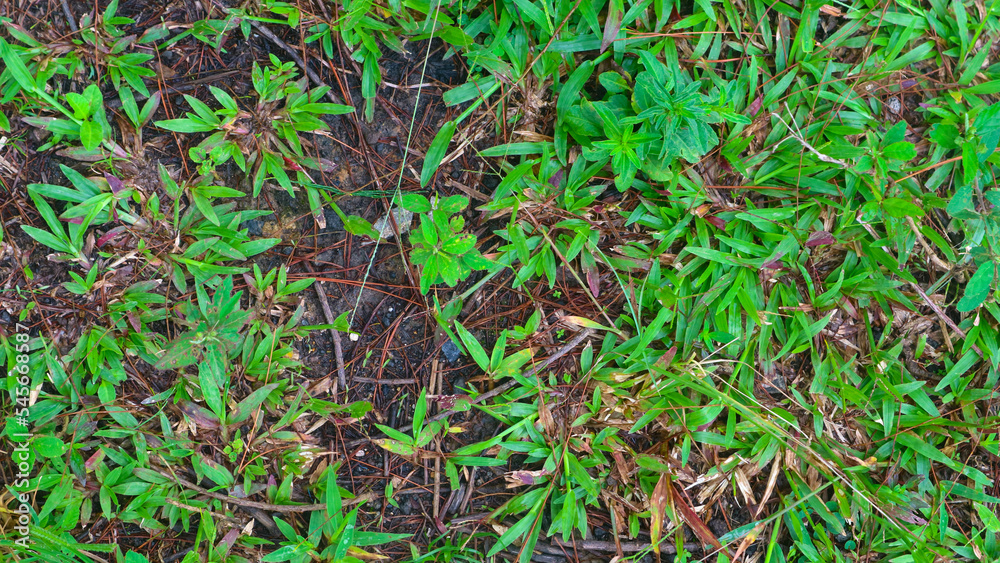 the sandy soil with green grass as background the sandy soil with green grass as background