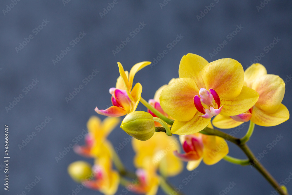 Blooming lovely yellow orchids. Hobbies, floriculture, home flowers, houseplants