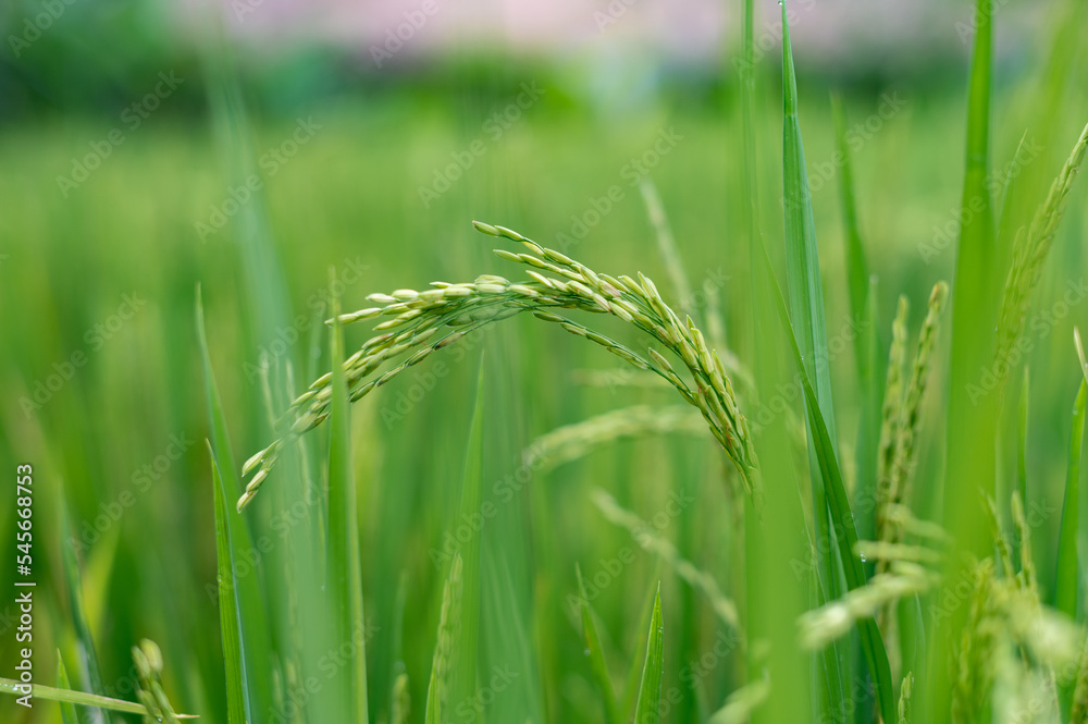 Green rice fields texture of ears close-up. Green rice fields texture of ears close-up.