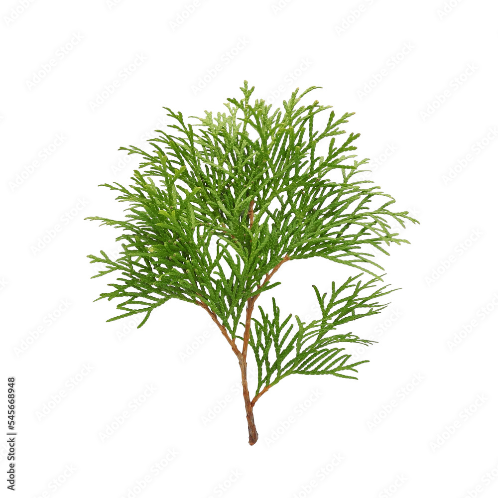 Twig of fresh evergreen thuja tree isolated on white background Twig of fresh evergreen thuja tree isolated on white background