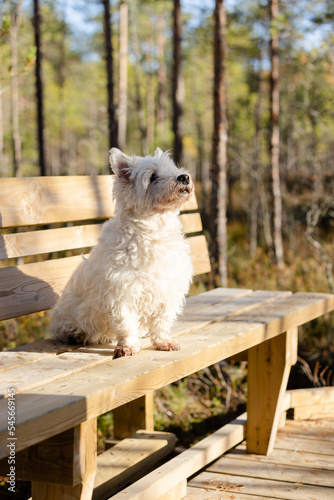 West Highland white terrier sitting on the bench. 