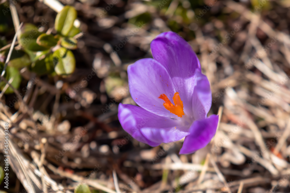 Close up view on a crocus on alpine meadow in spring on Saualpe, Lavanttal Alps, Carinthia, Austria, Europe. Fresh purple colored blooming flowers are surrounded by golden grass. Springtime vegetation Close up view on a crocus on alpine meadow in spring on Saualpe, Lavanttal Alps, Carinthia, Austria, Europe. Fresh purple colored blooming flowers are surrounded by golden grass. Springtime vegetation
