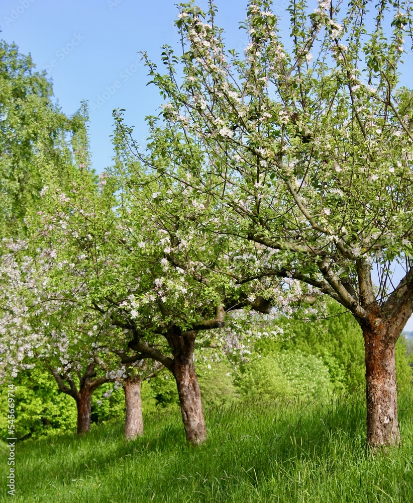 Frühlingserwachen mit Obstbäumen im ländlichen Odenwald Frühlingserwachen mit Obstbäumen im ländlichen Odenwald