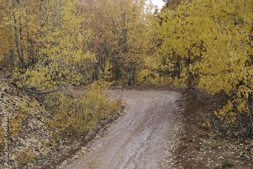 Autumn in the Salordek Forests  famous for their natural beauty  in Dersim s Pulumur Valley  Tunceli  Turkey.