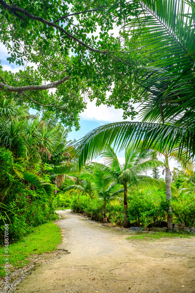 Obraz premium 沖縄のジャングル
