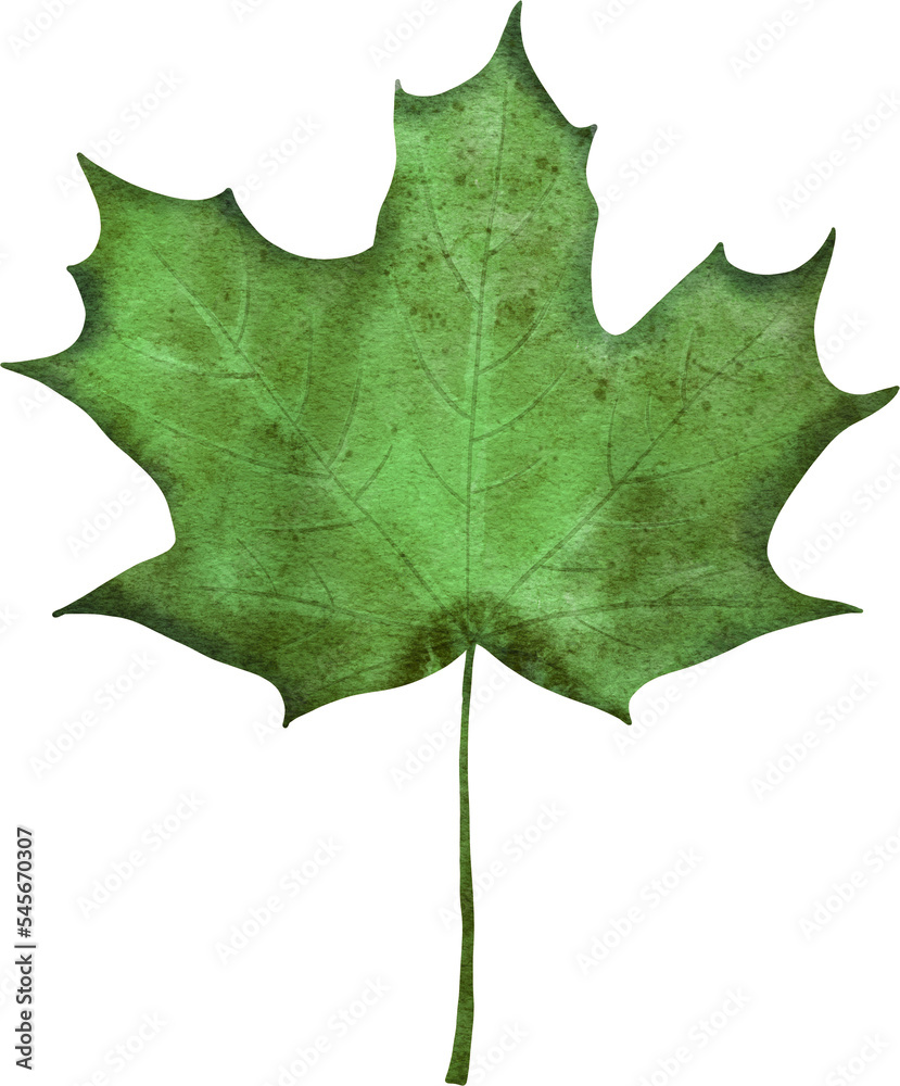 Fototapeta premium Green watercolor leaf. Botanical element for invitations, greeting cards, postcards, posters.