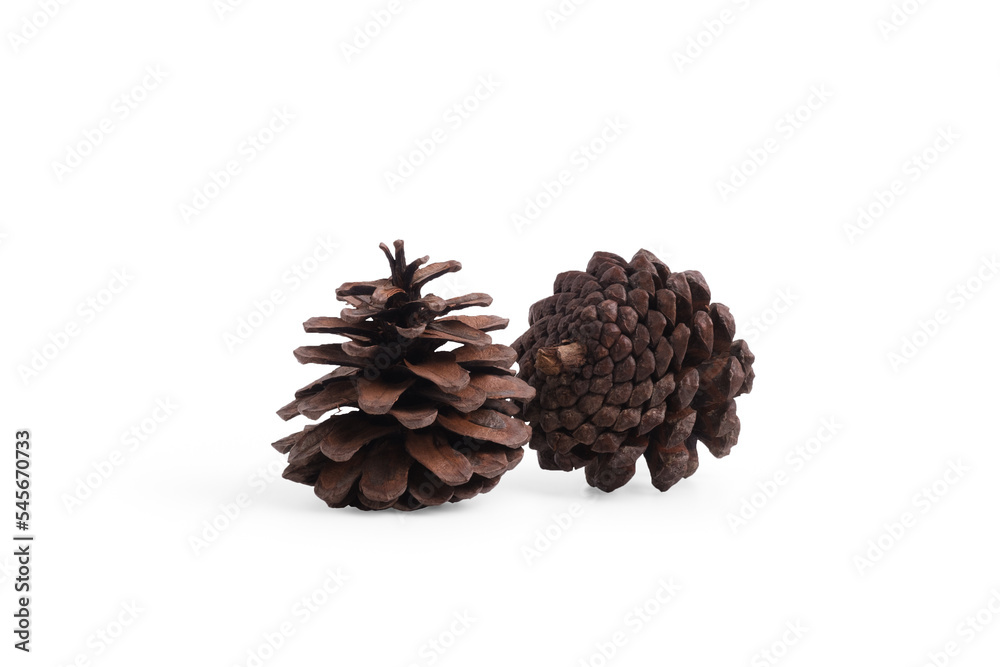 dried pine cones isolate on white background. dried pine cones isolate on white background.