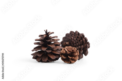 dried pine cones isolate on white background.