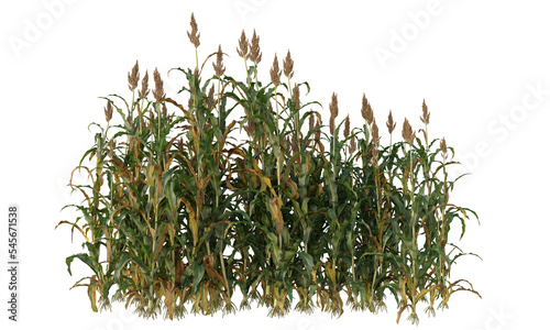 Bild auf Leinwand Great millet field isolated, grains field clipping path, milo field crop