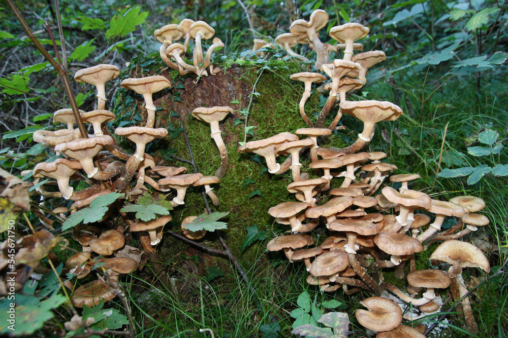 Pilze an Baumstumpf Pilze an Baumstumpf